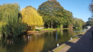Trees River Wesnum Spring