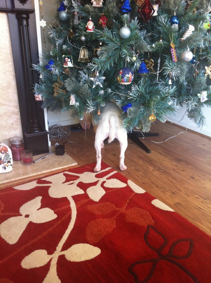 Koda, my mini bull terrier, loved ‘trancing’ especially the fake tree, it was just the right height